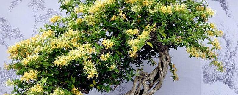 金银花冬季怕冻吗