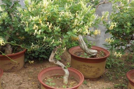 金银花冬季怕冻吗