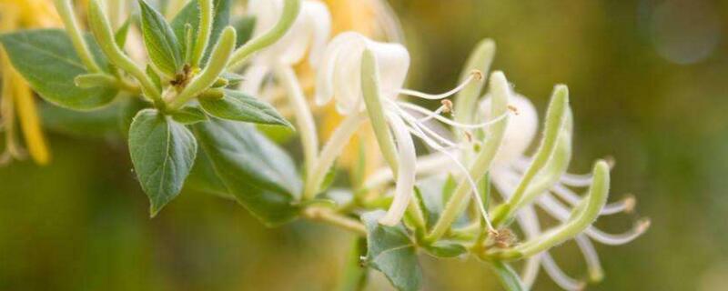 金银花种植办法