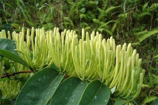 金银花种植办法