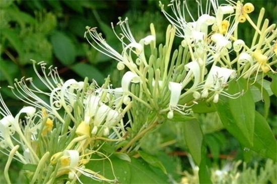 金银花种植办法