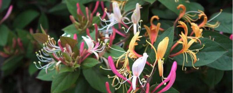 金银花有哪些种类