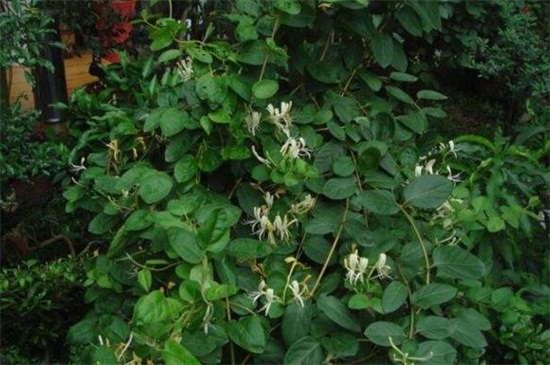 金银花有哪些种类