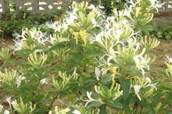 金银花有哪些种类