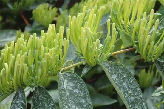 金银花有哪些种类