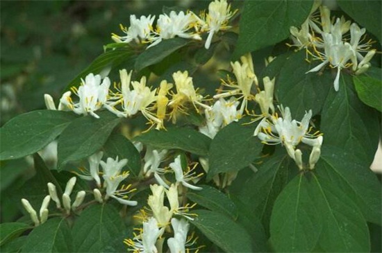 金银花有哪些种类