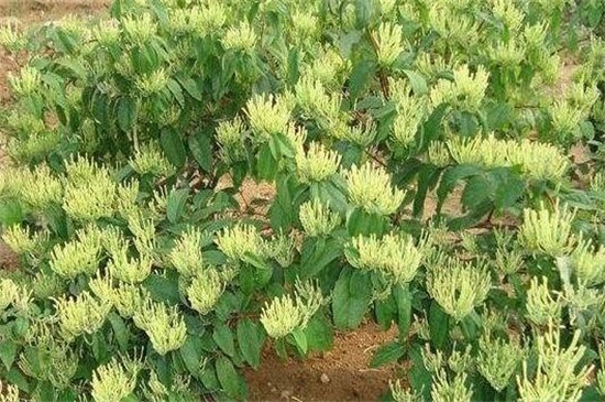 金银花有哪些种类