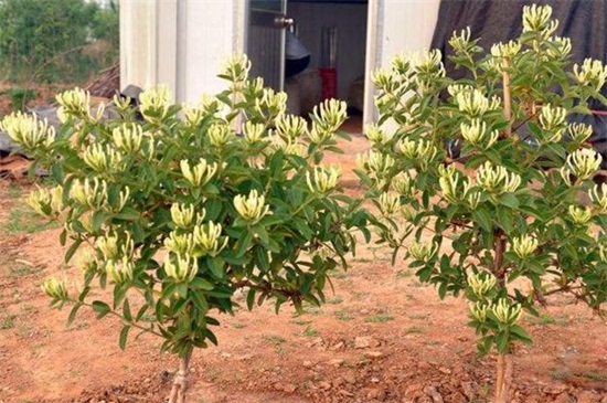 金银花有哪些种类