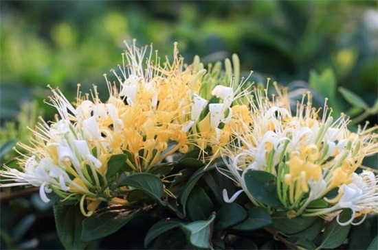 金银花有哪些种类