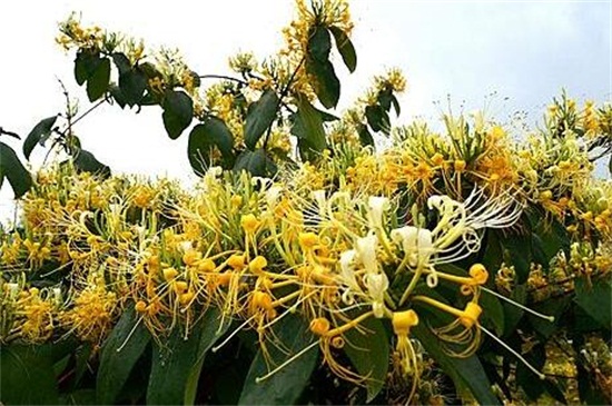 金银花有哪些种类