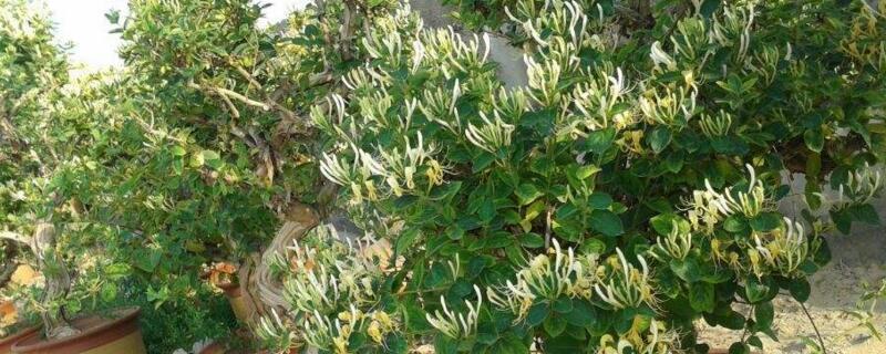 如何制作金银花盆景