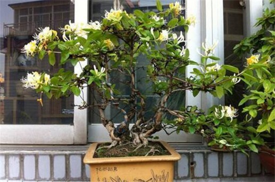 如何制作金银花盆景