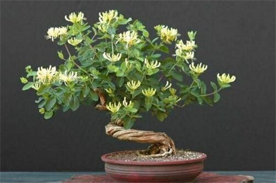 如何制作金银花盆景