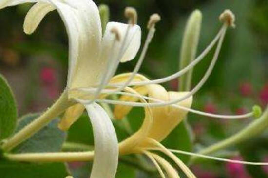 金银花冬季如何养