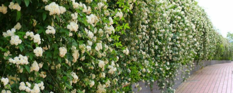 金银花如何繁殖