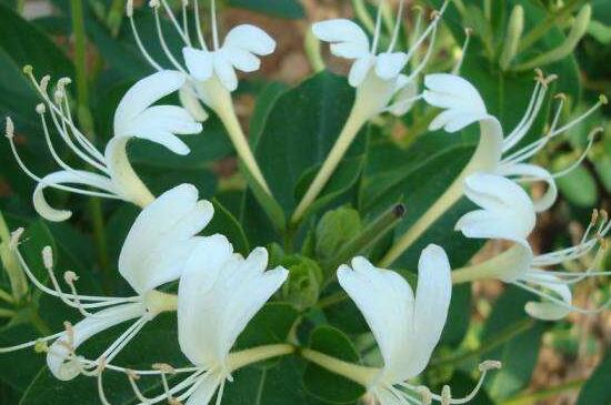 金银花如何繁殖