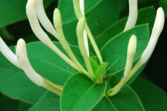 金银花如何繁殖