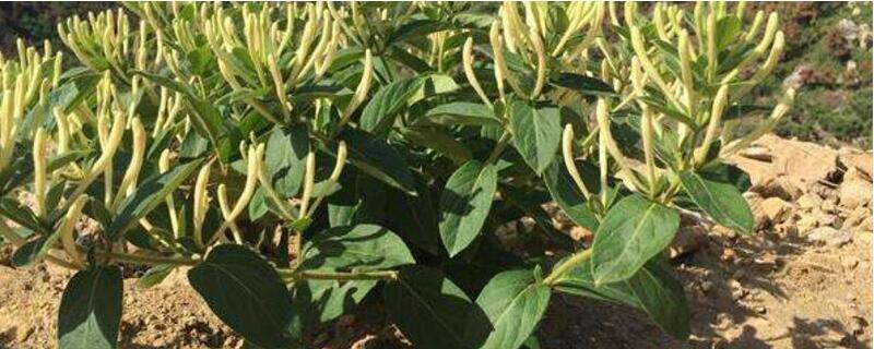 金银花的修剪办法