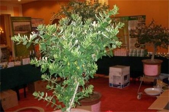 金银花的修剪办法