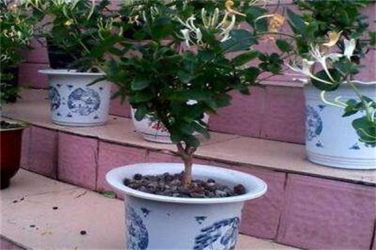 金银花的修剪办法