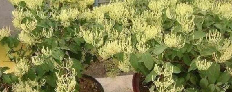 金银花如何盆栽养护