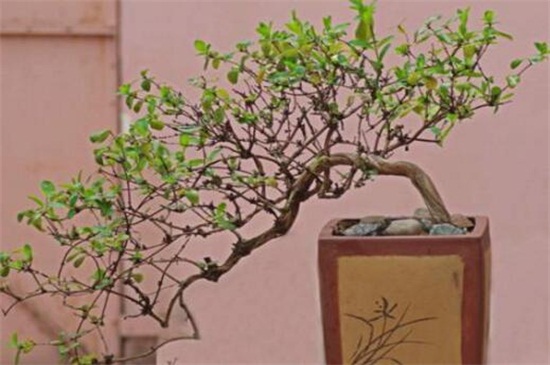 金银花如何盆栽养护