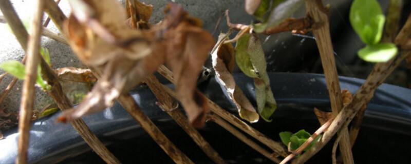 金银花枯萎了如何办