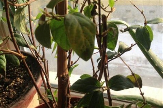 金银花枯萎了如何办