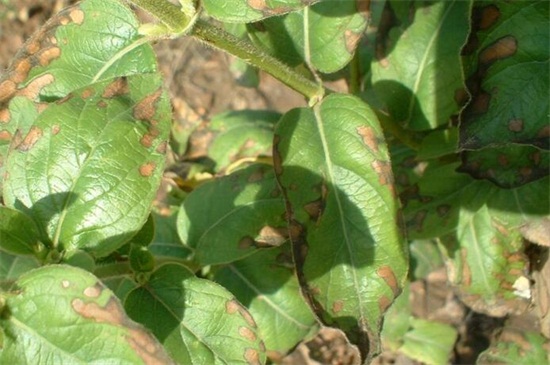 金银花枯萎了如何办