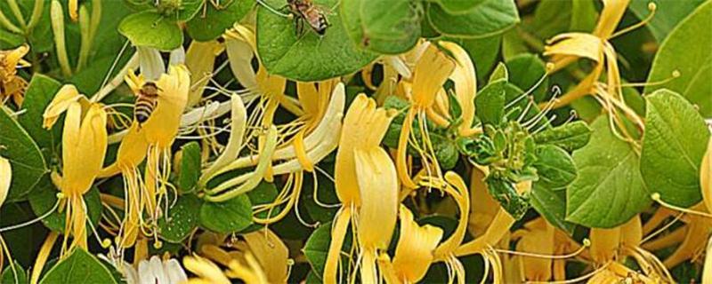 金银花为何不开花