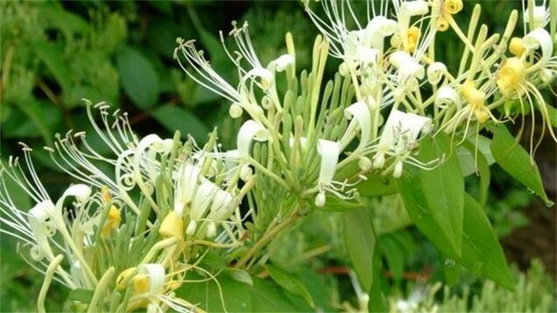 金银花的养殖办法和留意事项