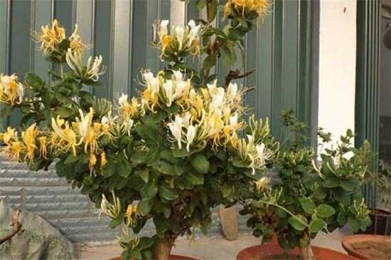 金银花的养殖办法和留意事项