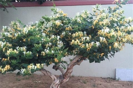 金银花的养殖办法和留意事项