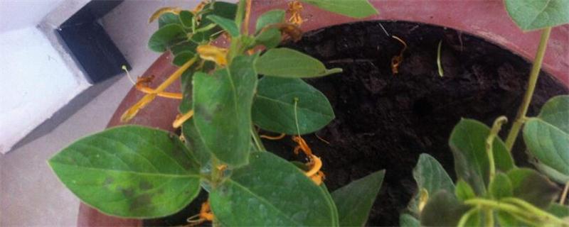 金银花烂根如何处理