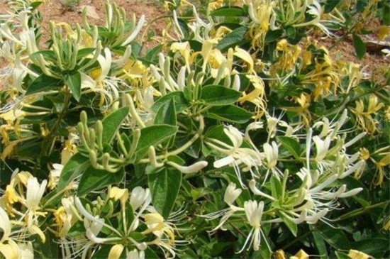 金银花烂根如何处理