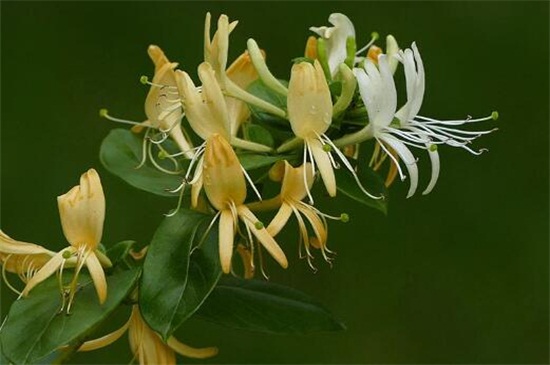 金银花烂根如何处理