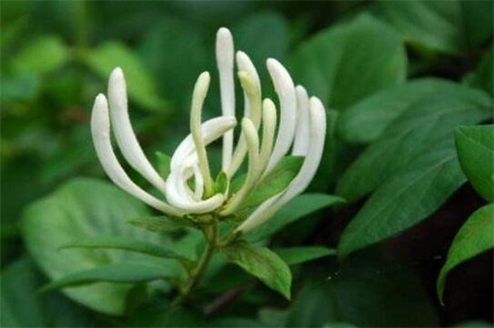 金银花烂根如何处理