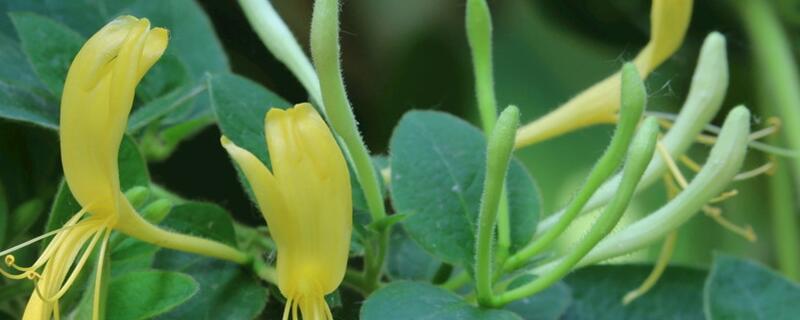 金银花如何养长得快