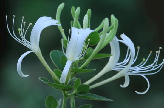 金银花如何养长得快