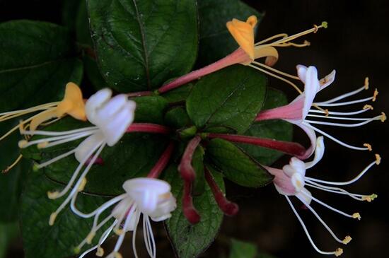 金银花如何养长得快