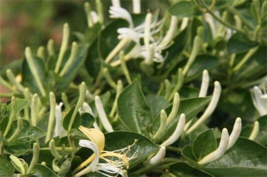 金银花叶子发黄如何办