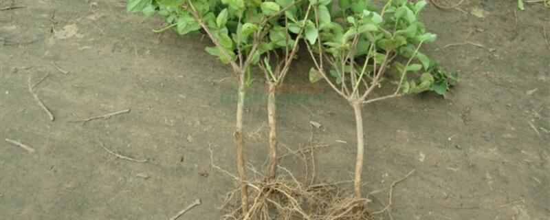 金银花树苗如何种