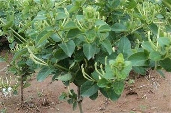 金银花树苗如何种