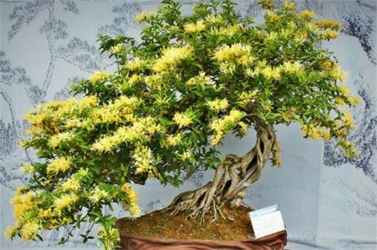 二花是什么花,金银花可以清热解毒