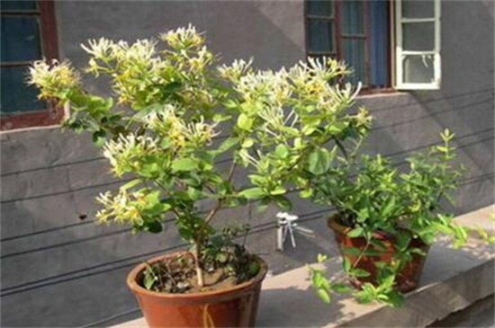 二花是什么花,金银花可以清热解毒