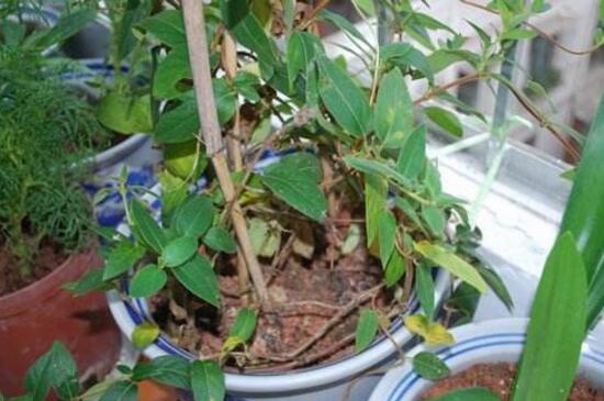 金银花桩枝叶枯死怎办,4个步骤处理问题