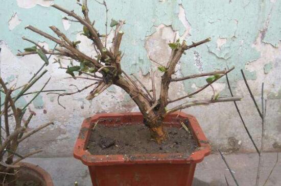 金银花桩枝叶枯死怎办,4个步骤处理问题