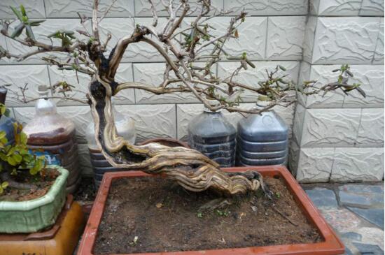 金银花桩枝叶枯死怎办,4个步骤处理问题