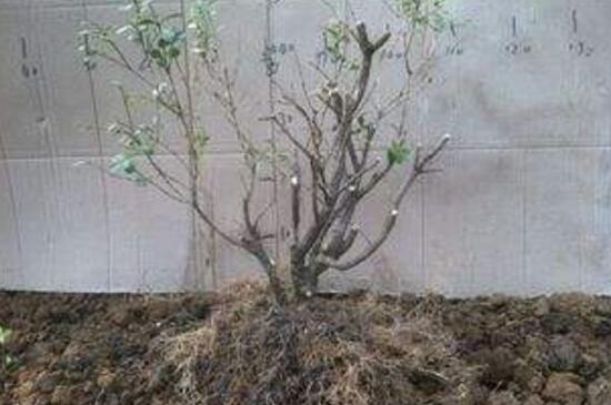 金银花桩枝叶枯死怎办,4个步骤处理问题