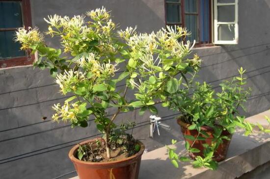 金银花桩枝叶枯死怎办,4个步骤处理问题